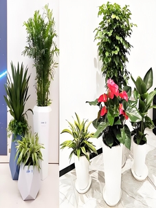 宁波杭州湾盆景出租设计><div class=